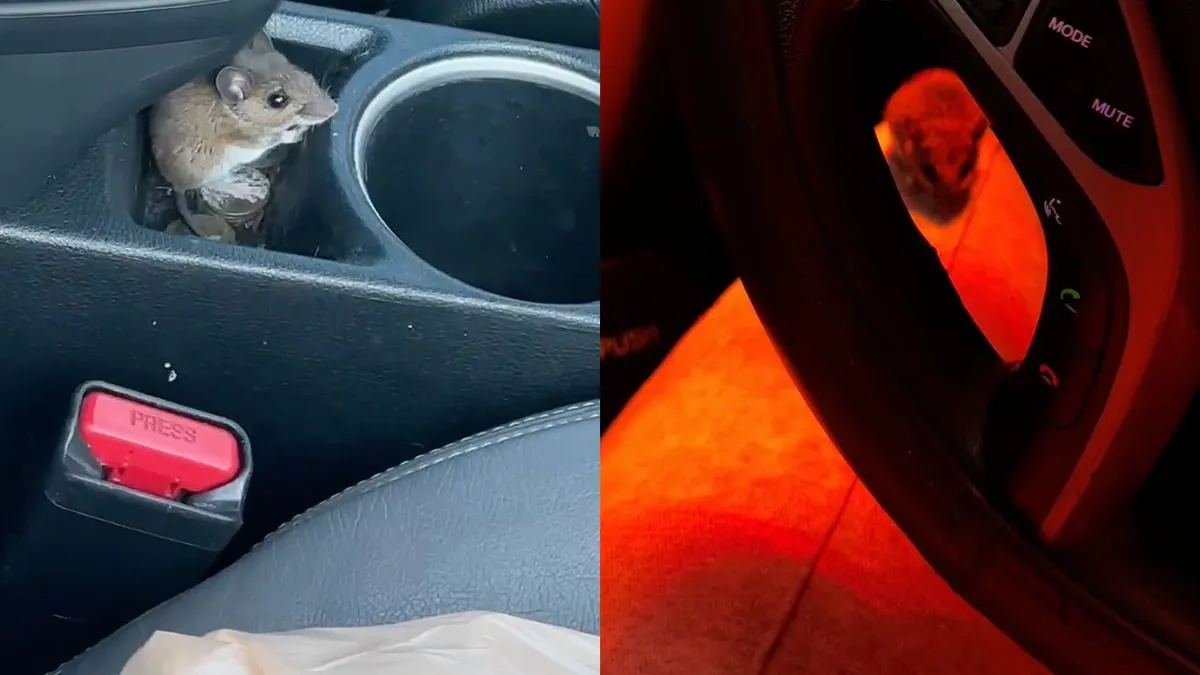 thumb vk sommige mensen hebben een muis als bewoner in hun auto