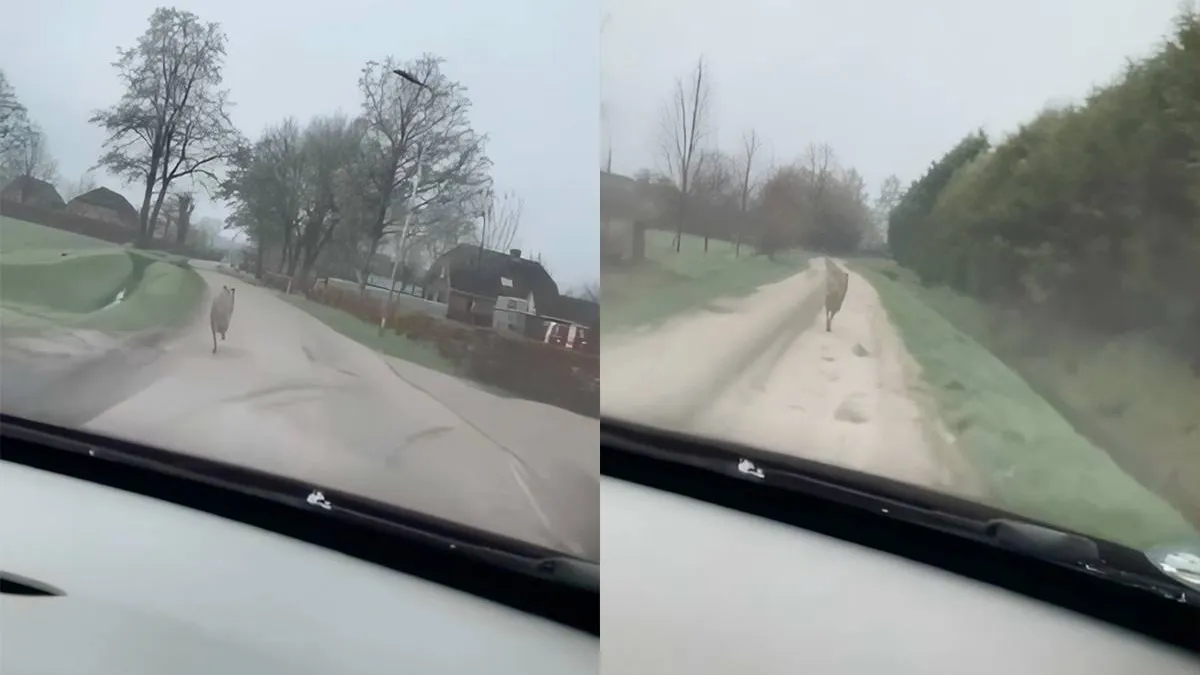 thumb vk automobilist jaagt wolf op niet aanrijden dat is zonde van mijn auto