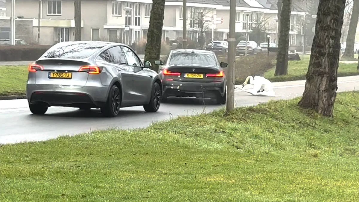 thumb vk file in amstelveen door amoureuze zwanen
