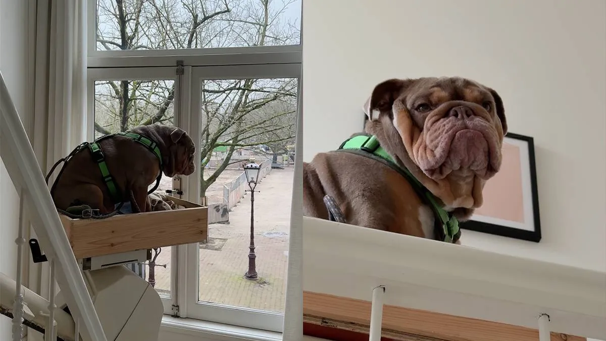 thumb vk gwen van poorten laat zien hoe virale sensatie hond eddie naar beneden gaat