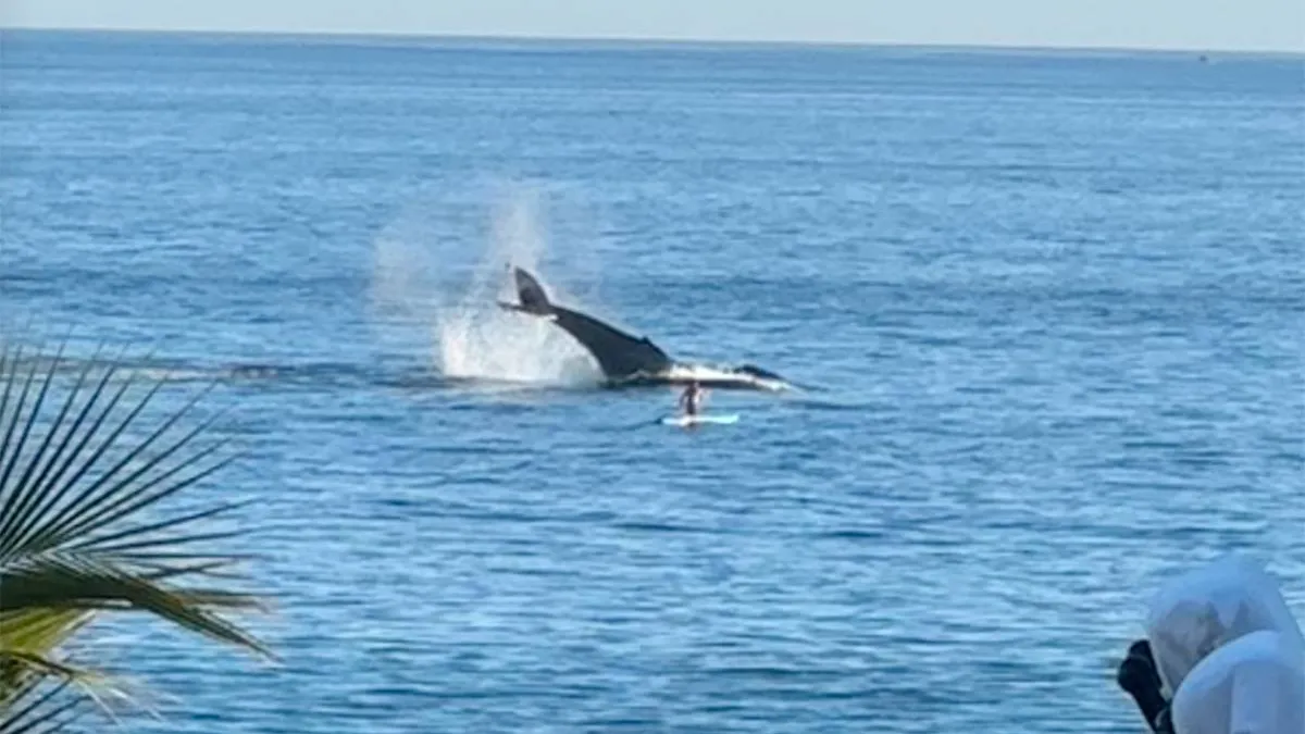 thumb vk lekker peddelen met een walvis en haar baby