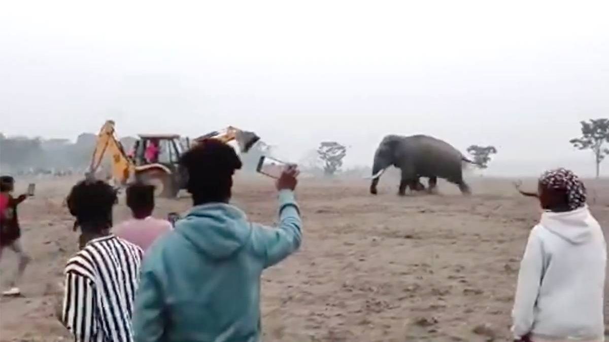 Olifant vs. JCB-graafmachine: Woedend dier schudt machine door elkaar