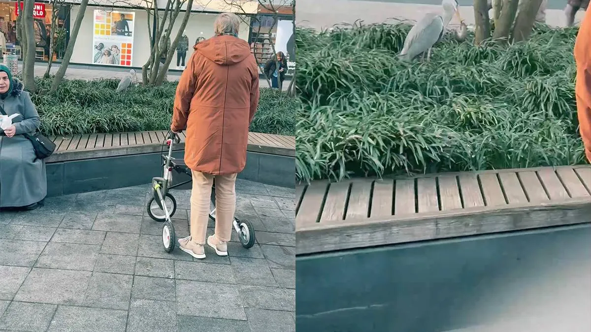 thumb vk reiger doet wat aan het rattenprobleem in rotterdam