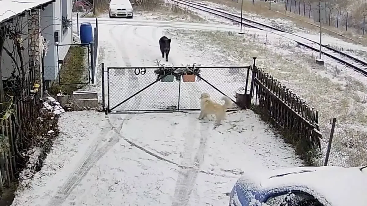thumb vk wild zwijn sloopt hek en valt hond aan in tsjechie