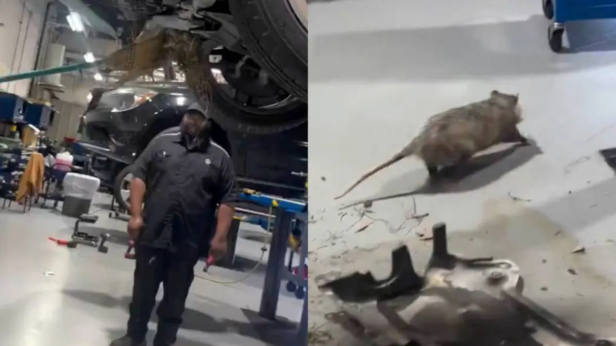 thumb possum under the hood