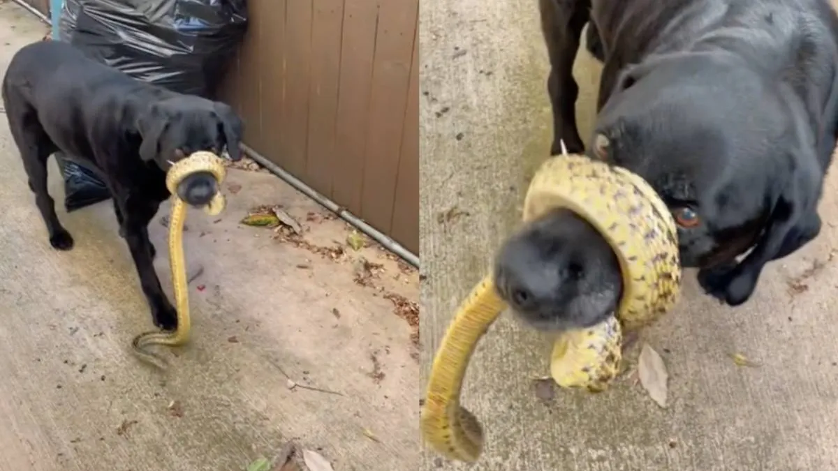 thumb snake vs dog