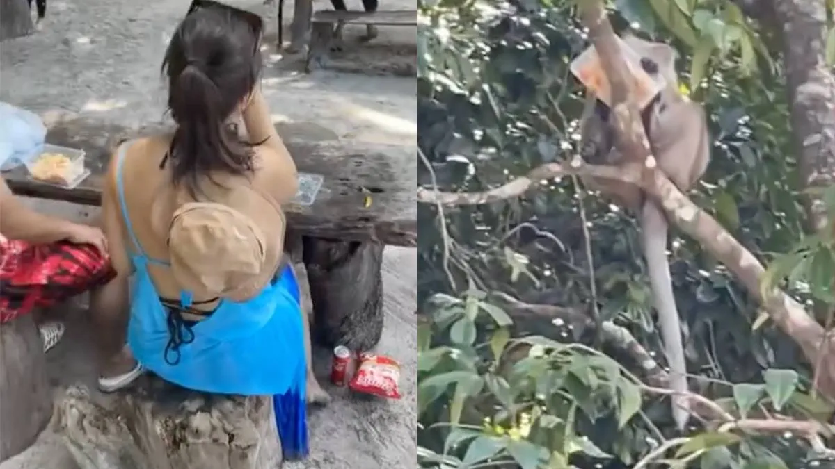 thumb vk brutale aapjes in thailand hebben honger