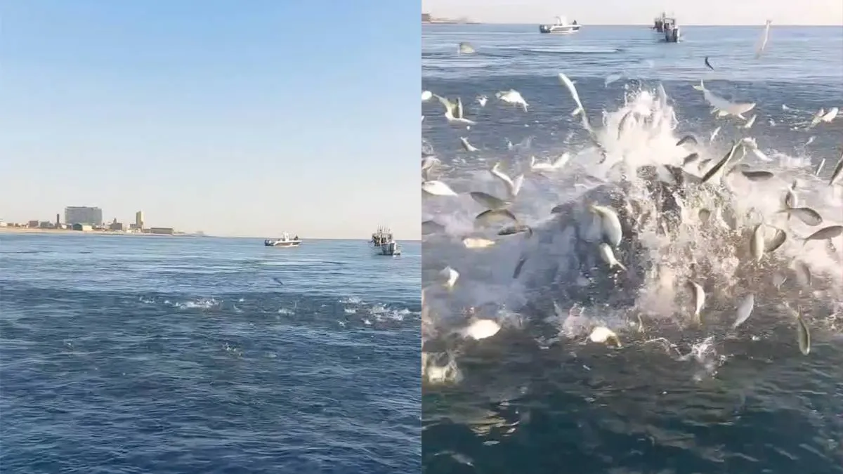 thumb vk het spelletje walvis spotten is wel zon beetje uitgespeeld
