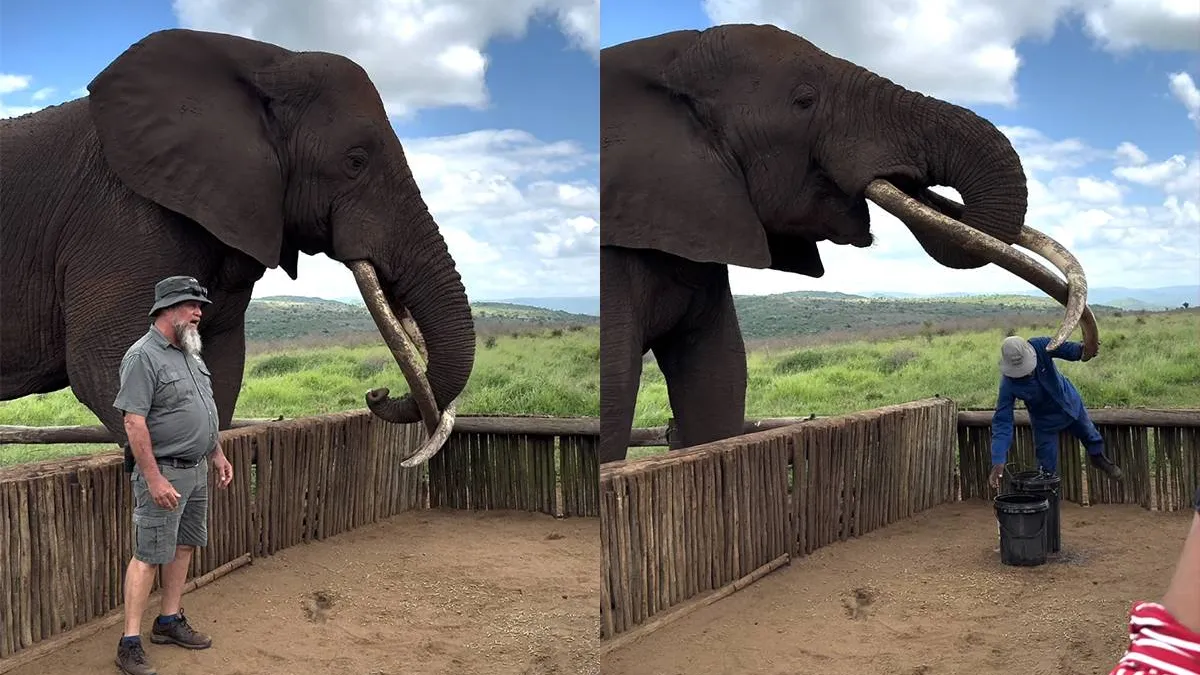 thumb vk olifant drinkt ook jou gewoon onder de tafel
