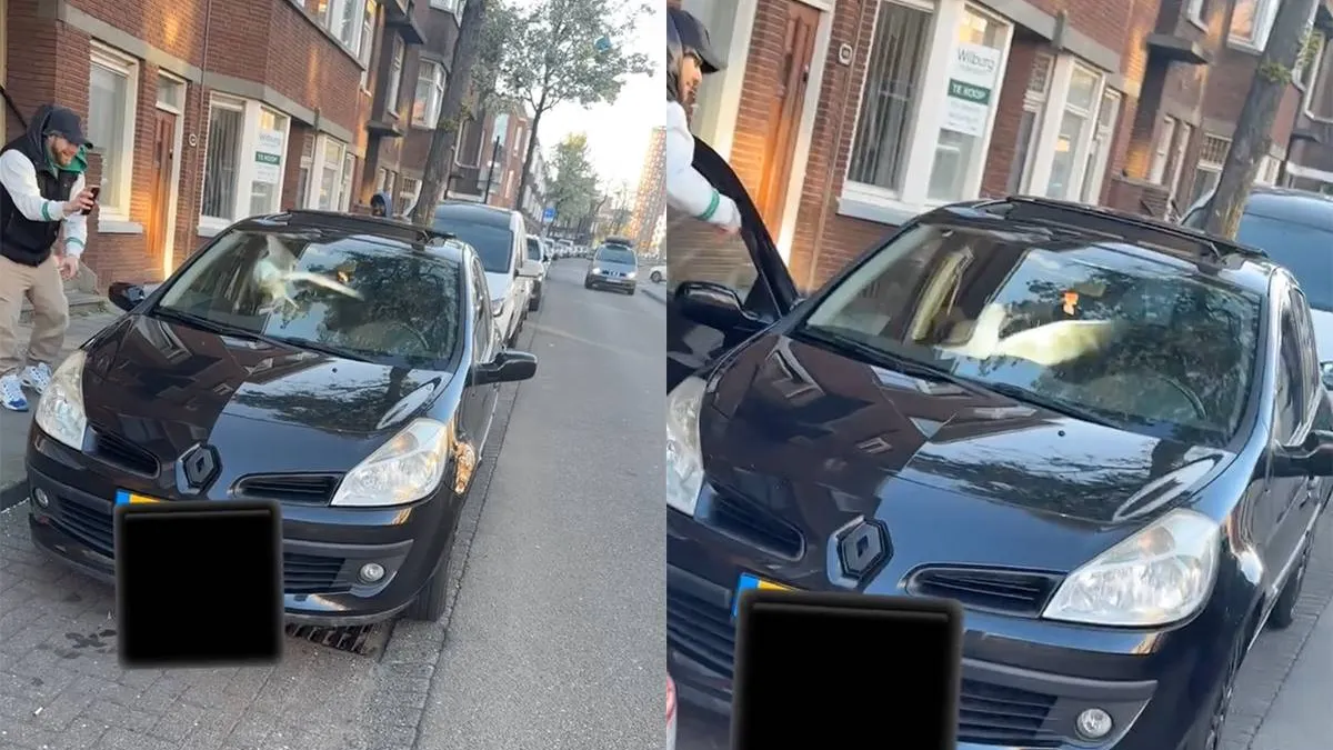 thumb vk dan maak je nog eens wat mee een meeuw in je auto