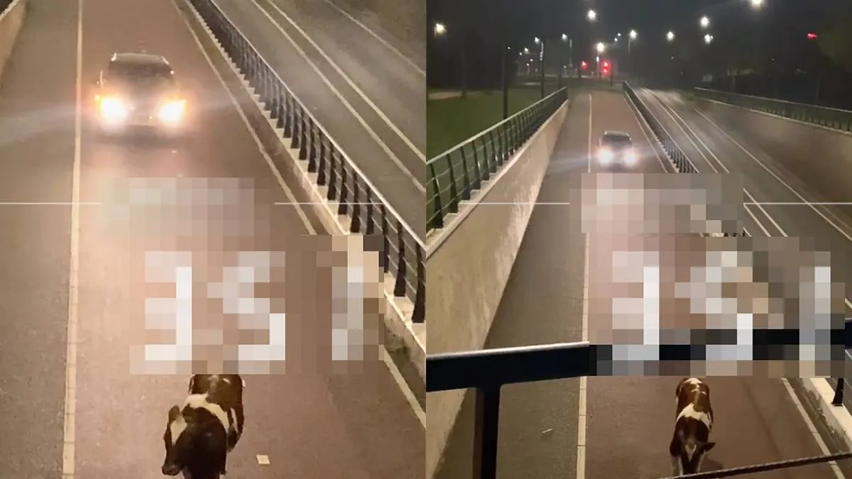 thumb vk keal kom n ie zo mor een koe op de weg tegen