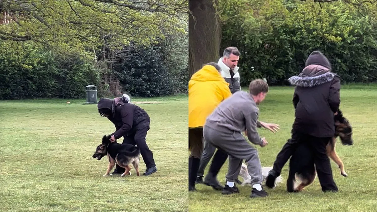 thumb vk man redt kleine hond uit aanval duitse herder door bizarre techniek in londens park letterlijk met de vinger erin