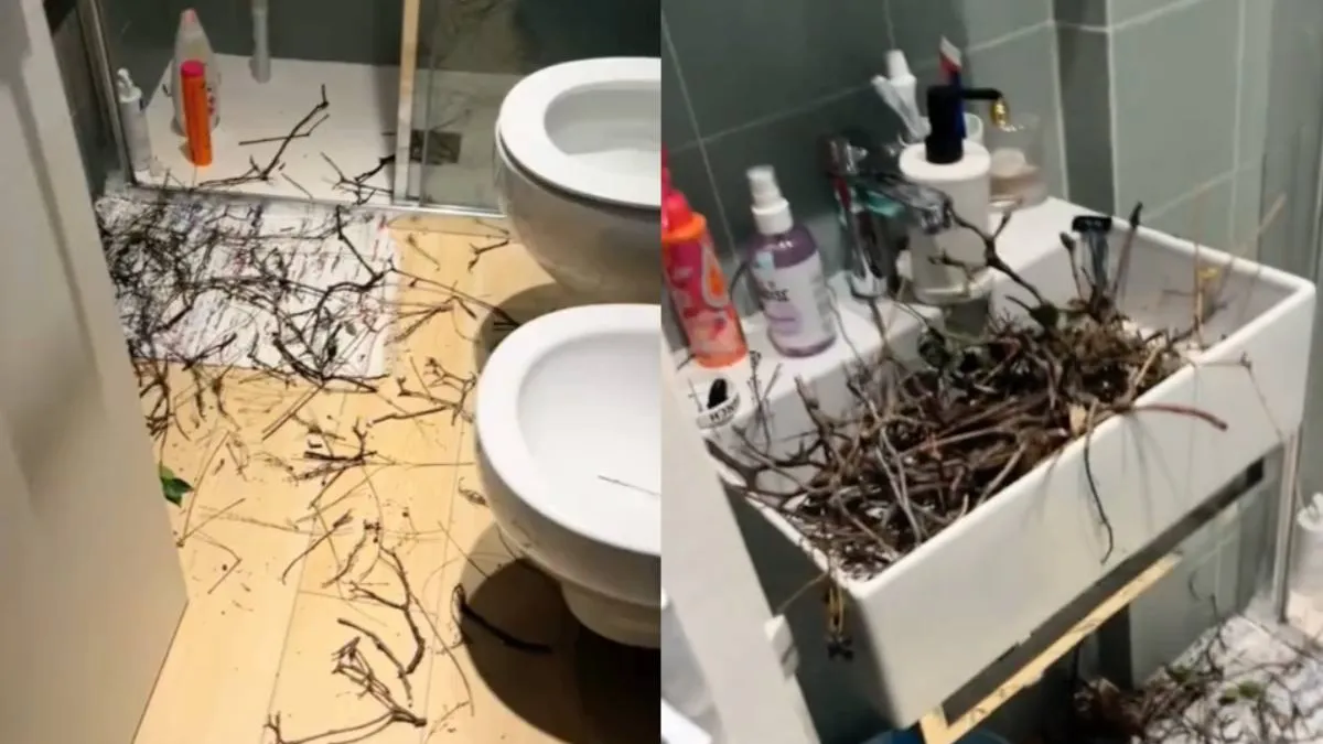 thumb vogel nest