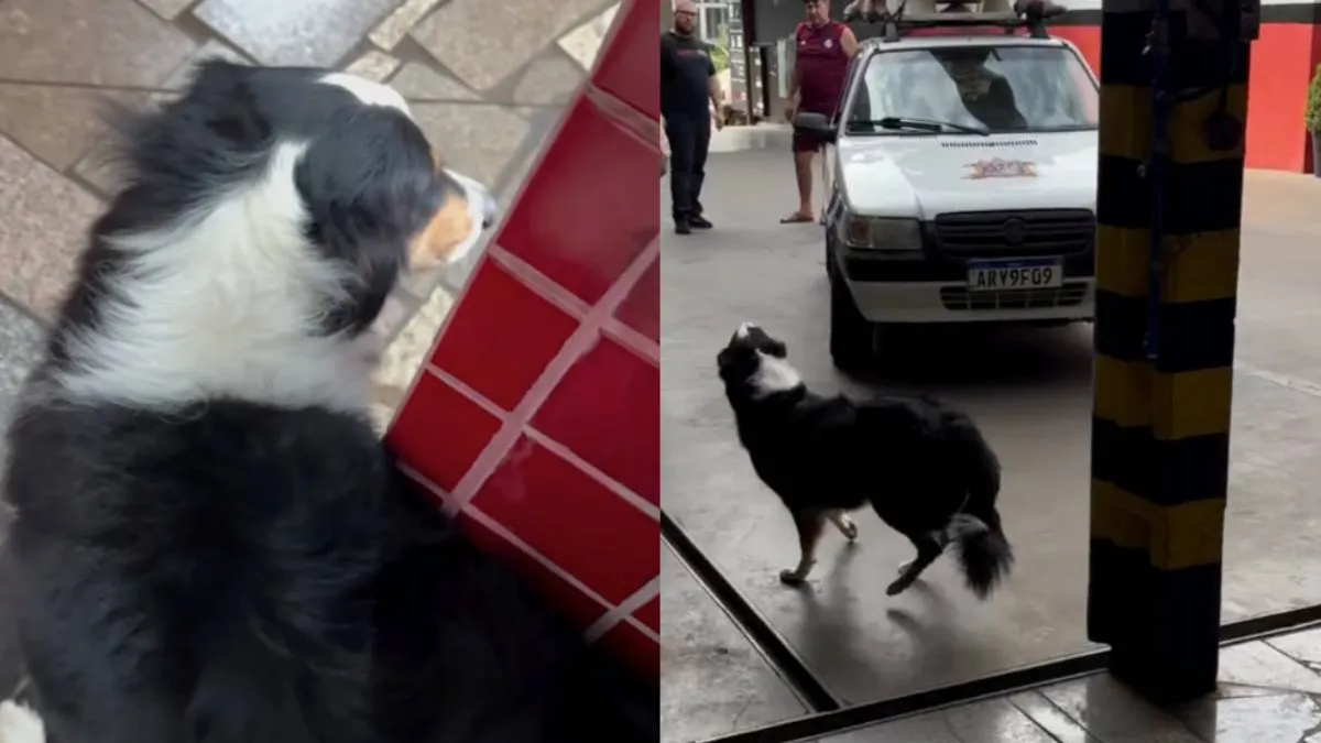 thumb hond vs dino
