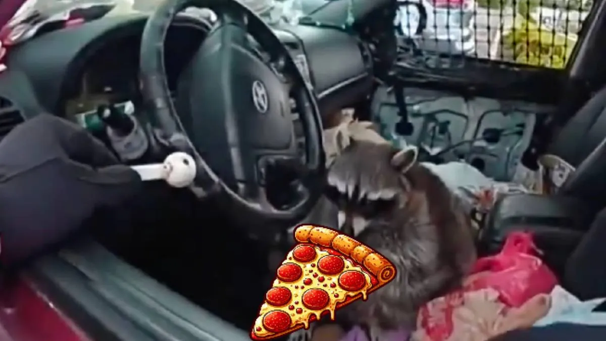 thumb racoon pizza 1