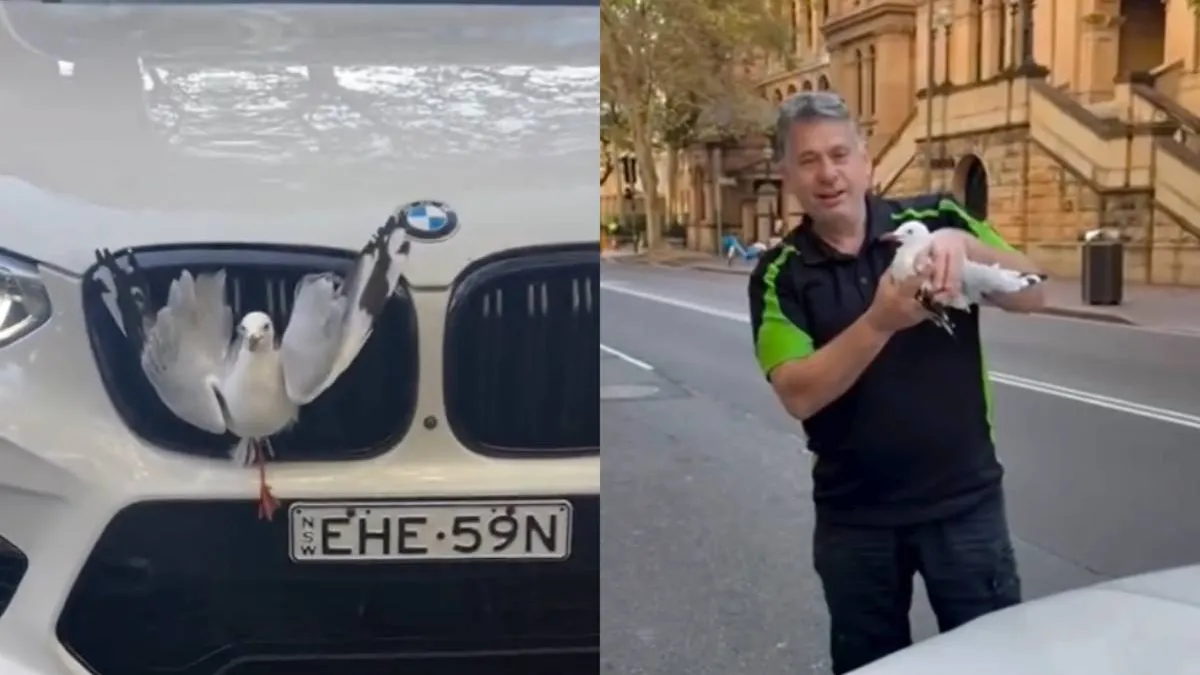 thumb sydney bird bmw