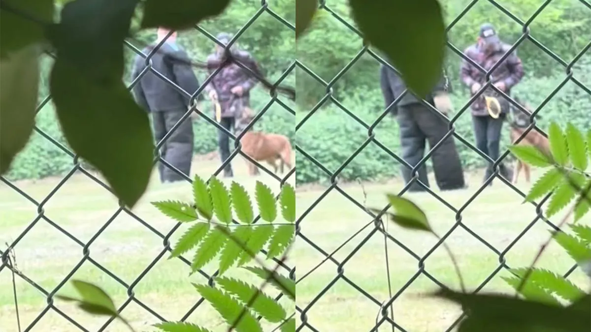 thumb vk beelden opgedoken dat ze politiehonden in nieuwkuijk trainen met een elektrische vliegenmepper