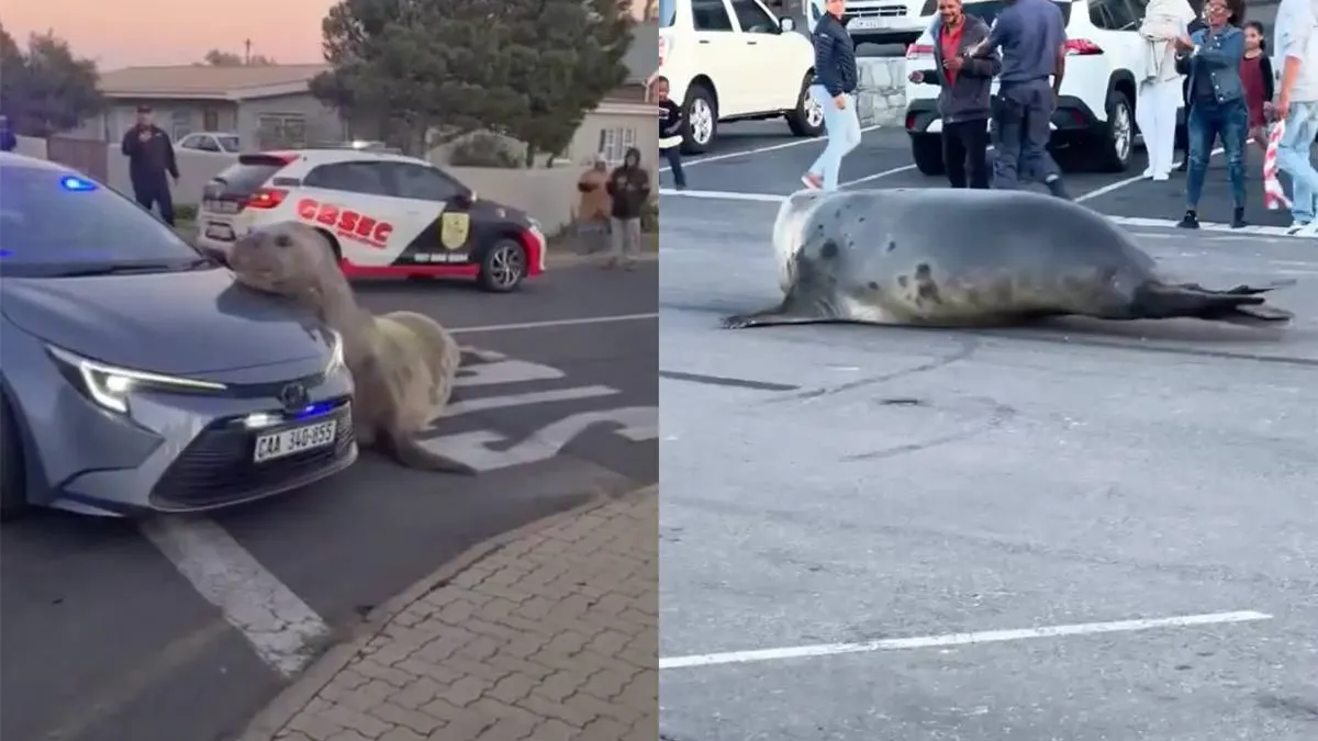 thumb vk zeeolifant van 2000 kilo verrast kustdorp bij kaapstad en gaat op motorkap politieauto liggen