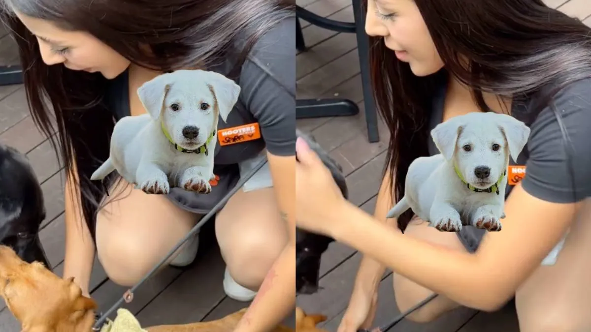 thumb puppys hooters 1