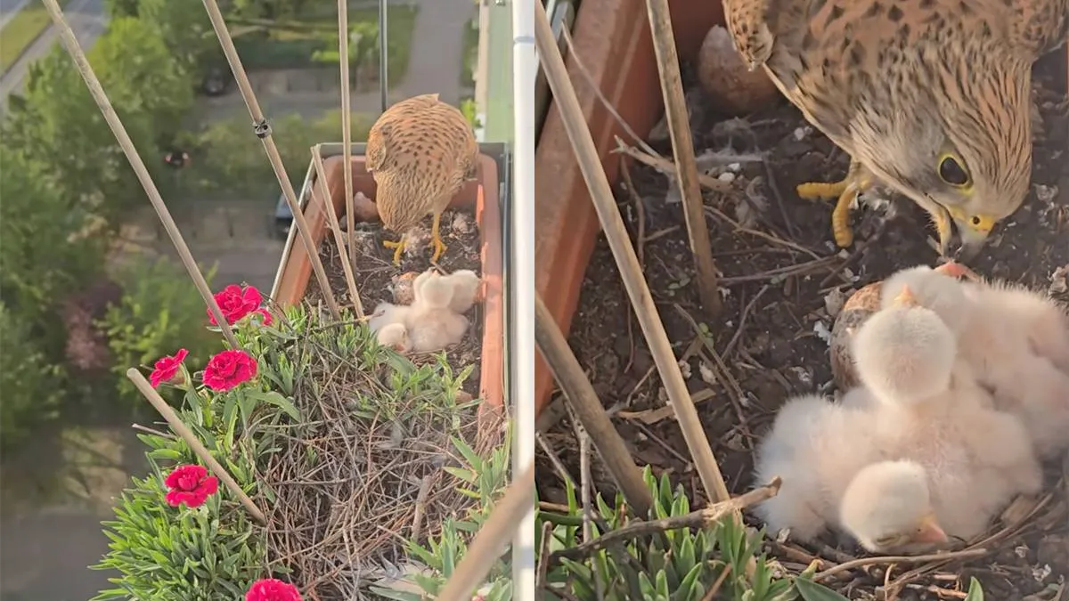 thumb vk discovery channel op het balkon is urenlang vermaak