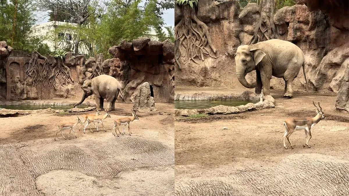 thumb vk unieke beelden olifant schiet te hulp en redt gazelle van verdrinkingsdood
