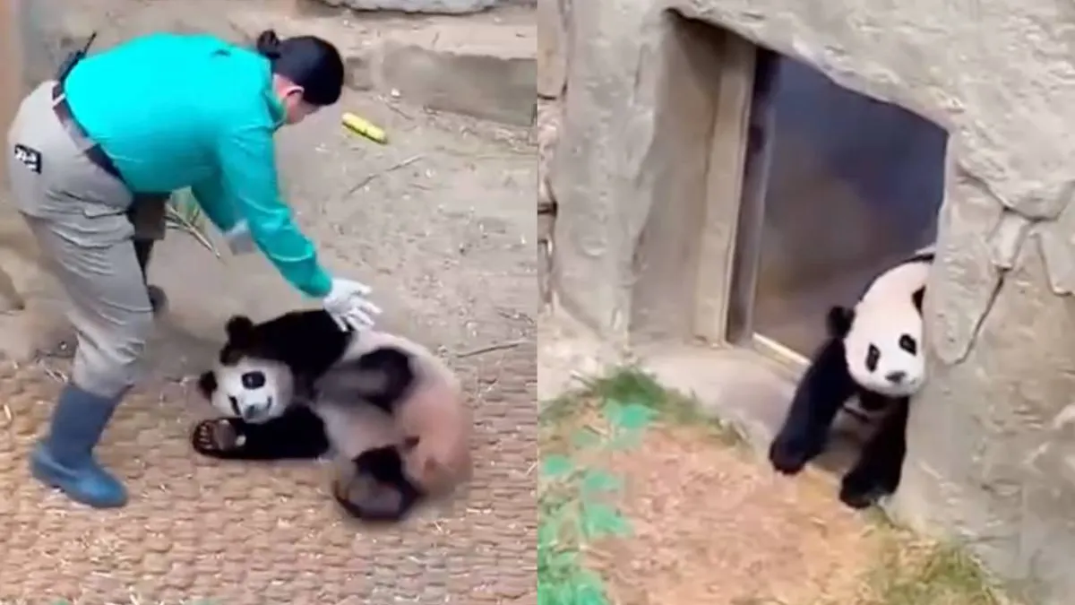 thumb panda wil niet