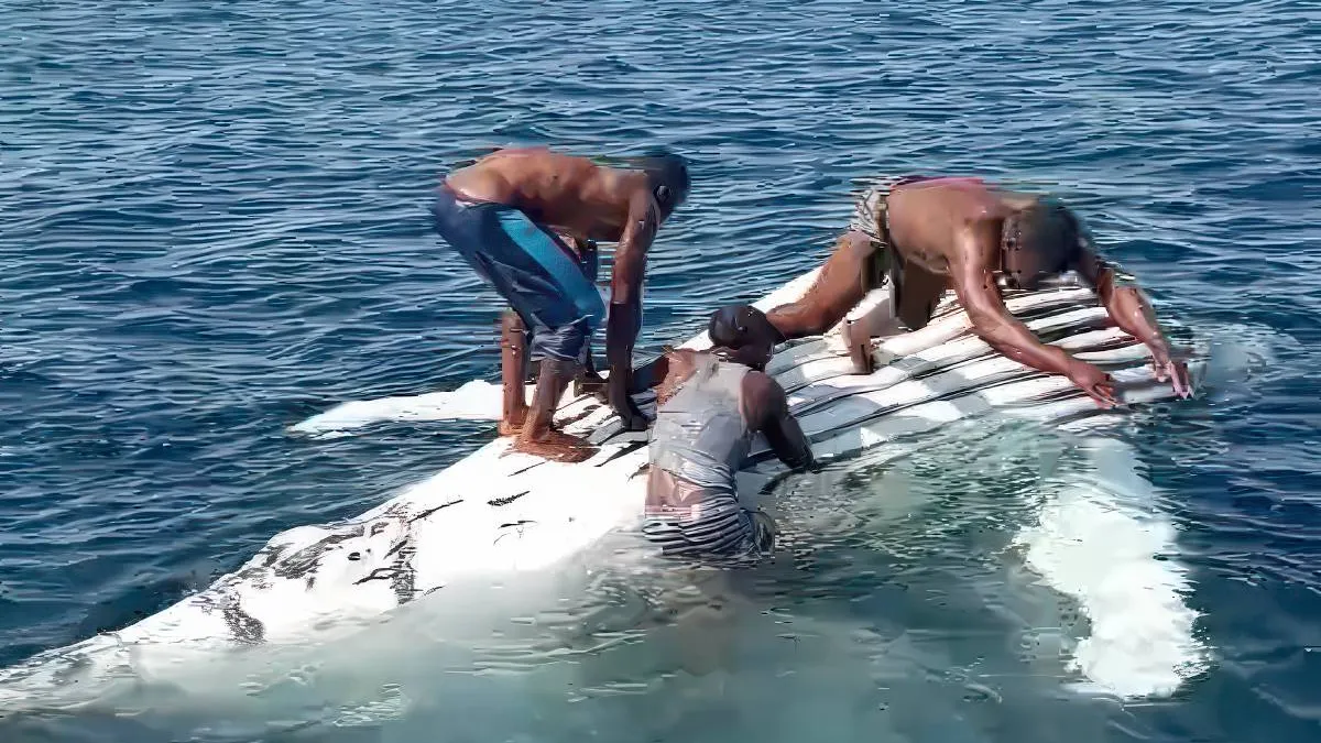 thumb_vk_Kansparels_spelen_op_de_rug_van_een_walvis