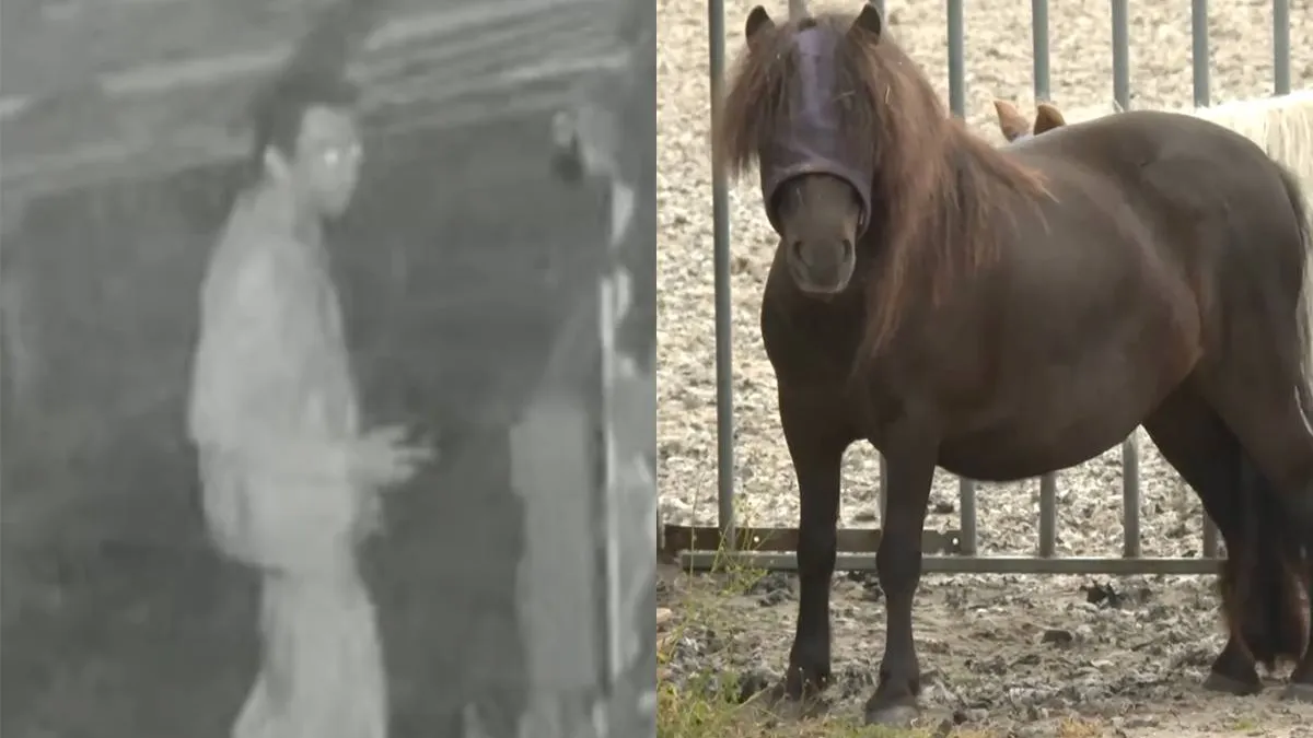 thumb_vk_Man_bekent_pony_acht_keer_te_hebben_genomen_om_te_testen_of_hij_het_nog_kan