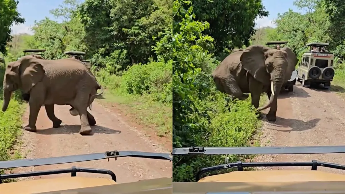 thumb_vk_Nederlandse_toeristen_zien_olifant_bevallen_in_Tanzania