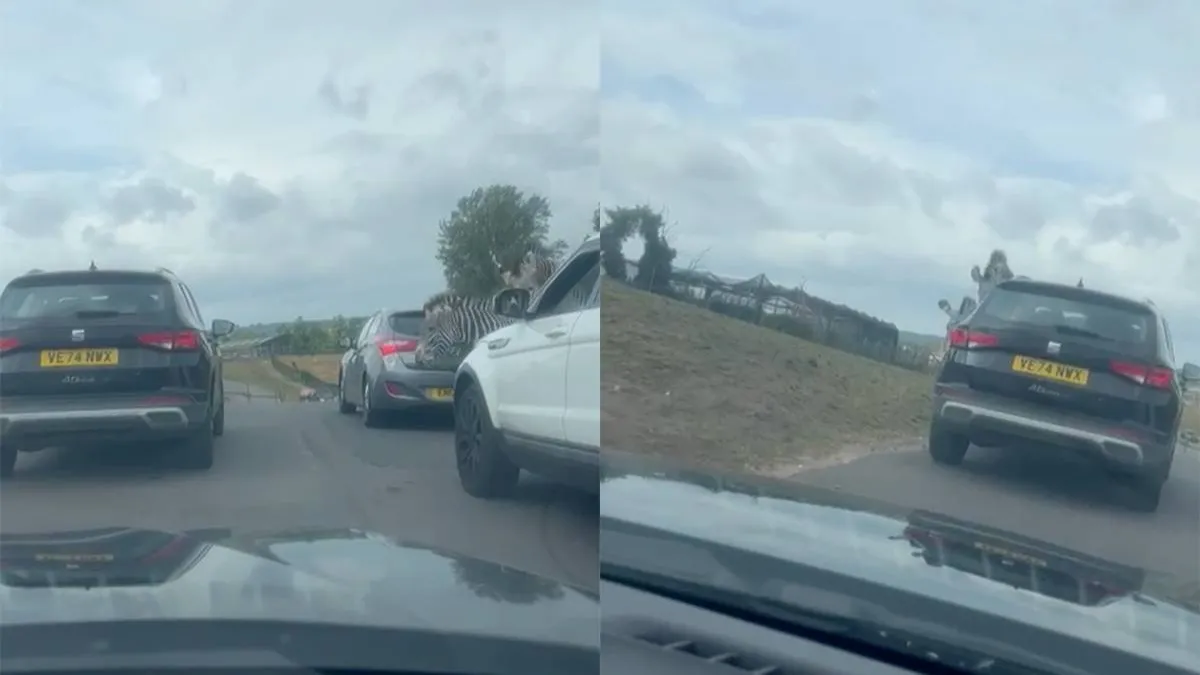 thumb vk ondertussen op autosafari als er geheid moet worden dan gaat er geheid worden
