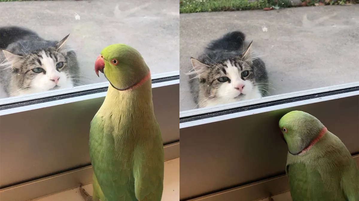 thumb_vk_Oscar_de_Papegaai_speelt_kiekeboe_met_kat_van_de_buren