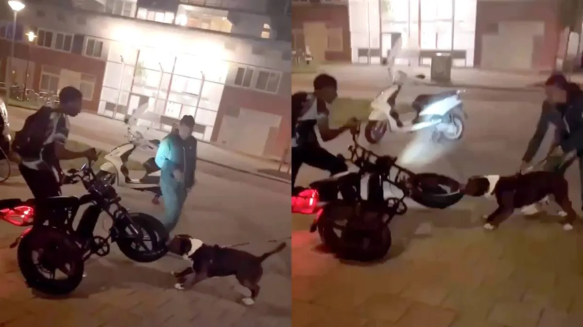 thumb_vk_Pitbull_is_goed_afgericht_en_sloopt_fatbike
