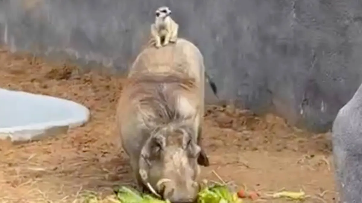 Scherm_afbeelding 2025-08-11 om 17.18.06