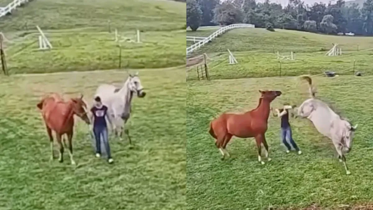 thumb_biefstuk_op_poten