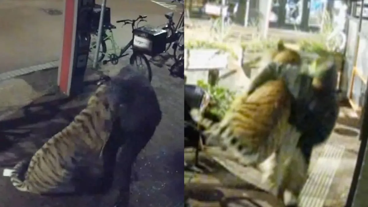 thumb_nijmegen_tijder_dieven