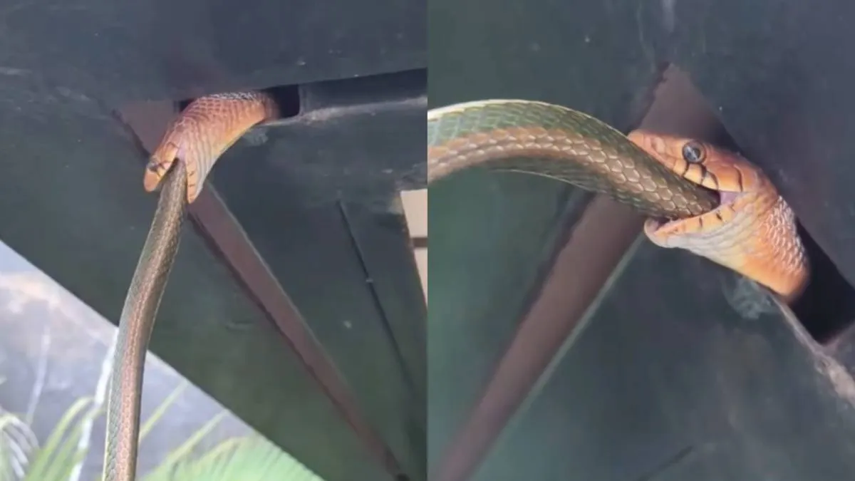 thumb_slang_eat_slang