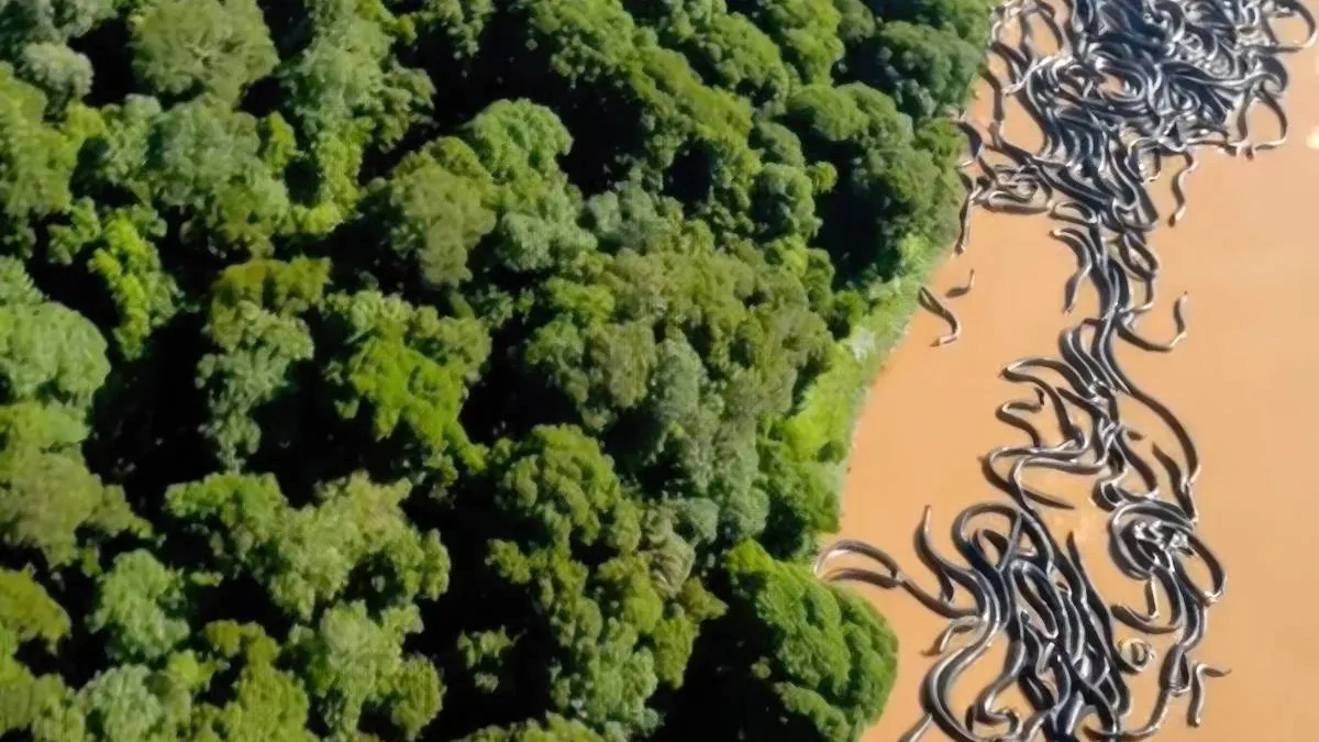 thumb_vk_Beelden_reusachtige_anacondas_Amazone_gaan_viraal_maar_is_het_ook_echt