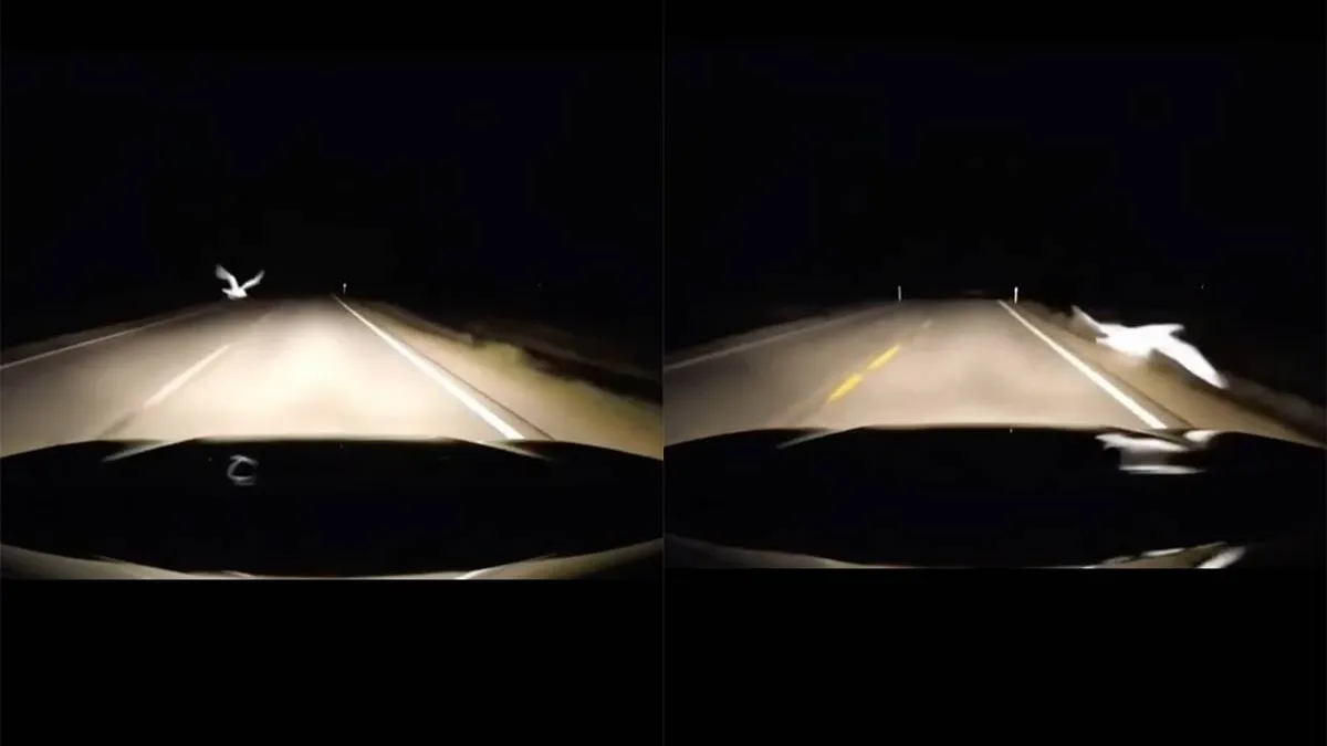 thumb_vk_Je_rijdt_een_duif_aan_maar_deze_heeft_wel_je_leven_gered