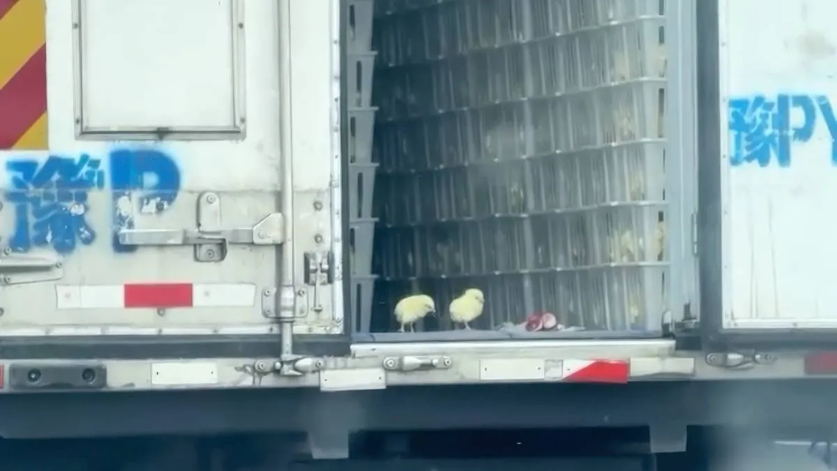 thumb_vk_Laatste_dag_voor_kuikentjes_maar_ze_genieten_nog_eventjes_van_de_rit