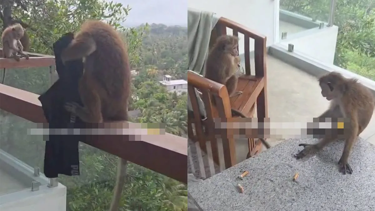 thumb_vk_Leuk_joh_zon_vakantie_tussen_de_apen_in_Sri_Lanka