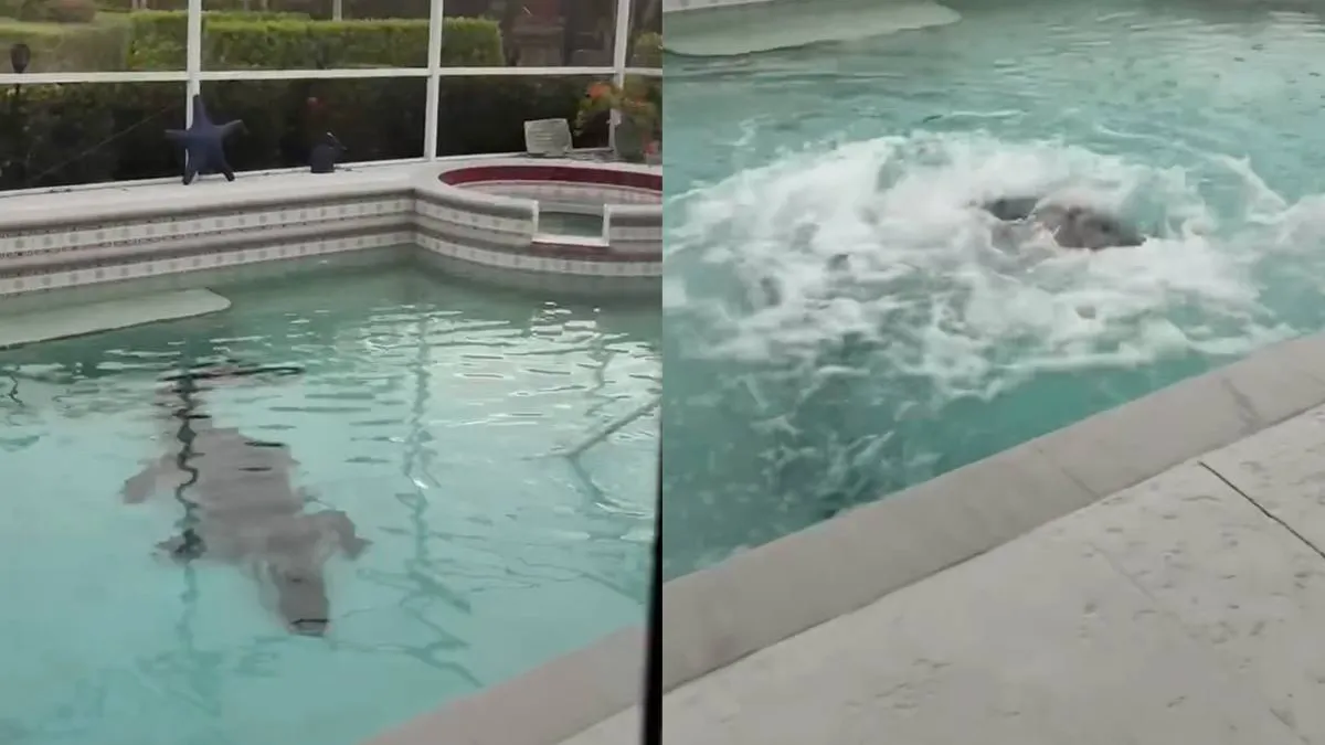 thumb_vk_Ongewenste_gast_nodigt_zichzelf_uit_in_zwembad_Florida