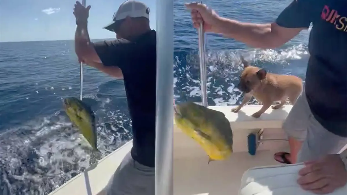 thumb_vk_Rick_ziet_nieuwe_huisdier_van_zijn_baasje_en_kiest_het_ruime_sop