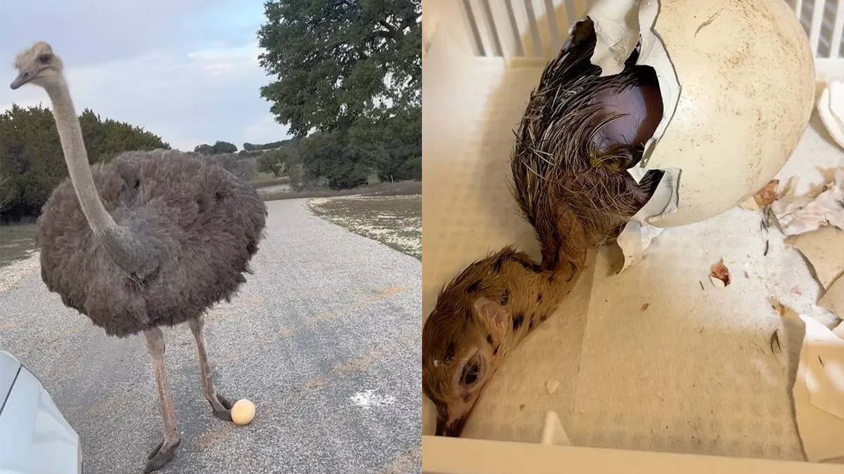 thumb_vk_Struisvogelei_gevonden_familie_voedt_het_kuiken_op