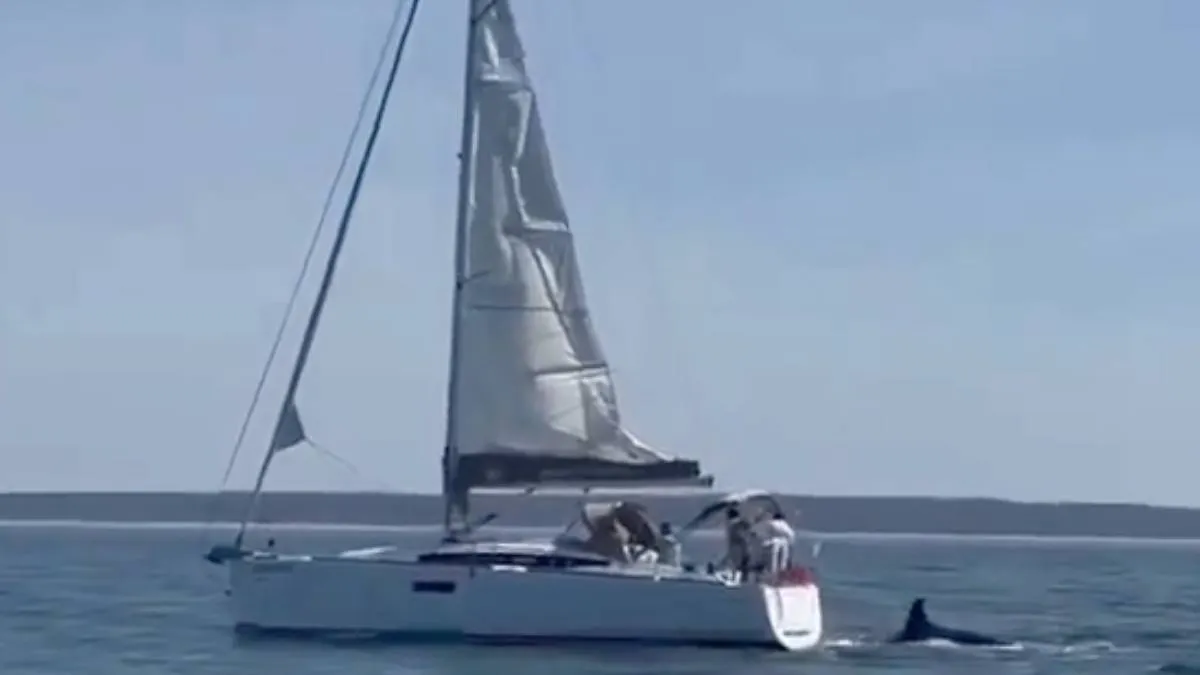 thumb_ killer_whales_1