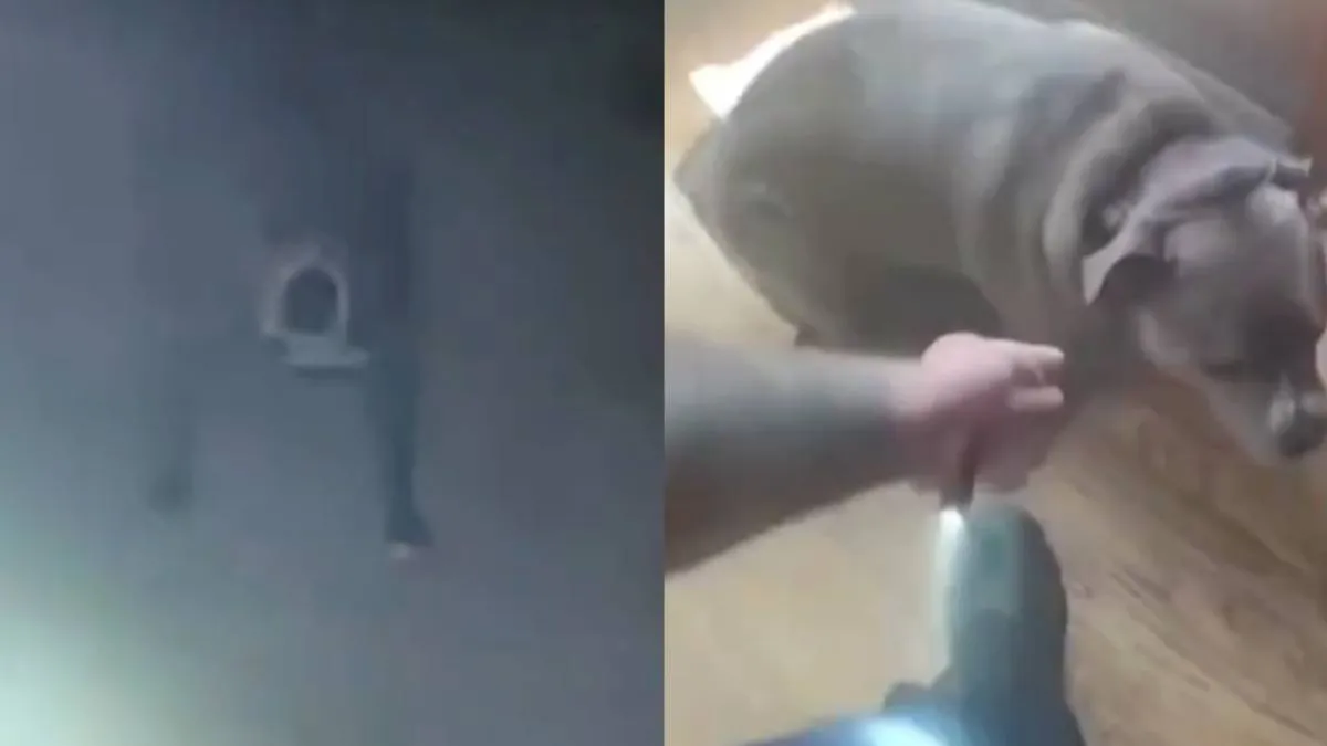 thumb_oakley_the_dog