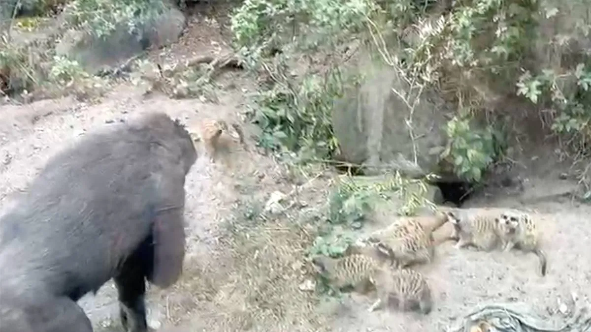 thumb_vk_Aap_speelt_met_stokstaartjes_in_Artis