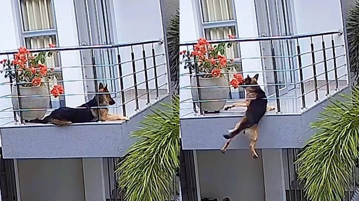 thumb_vk_Hond_heeft_geluk_dat_baasje_even_kwam_kijken_op_balkon_anders_was_het_anders_afgelopen