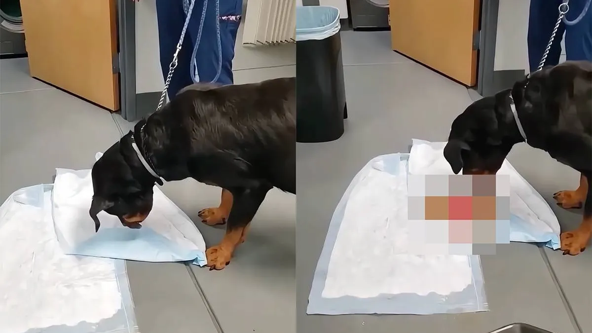 thumb_vk_hond_slaapkamer_speeltje