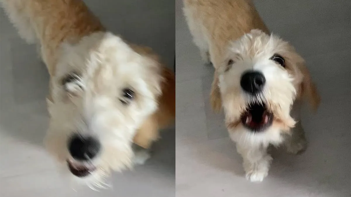 thumb_vk_Hondje_pist_in_huis_in_Rotterdam_en_krijgt_dat_te_horen