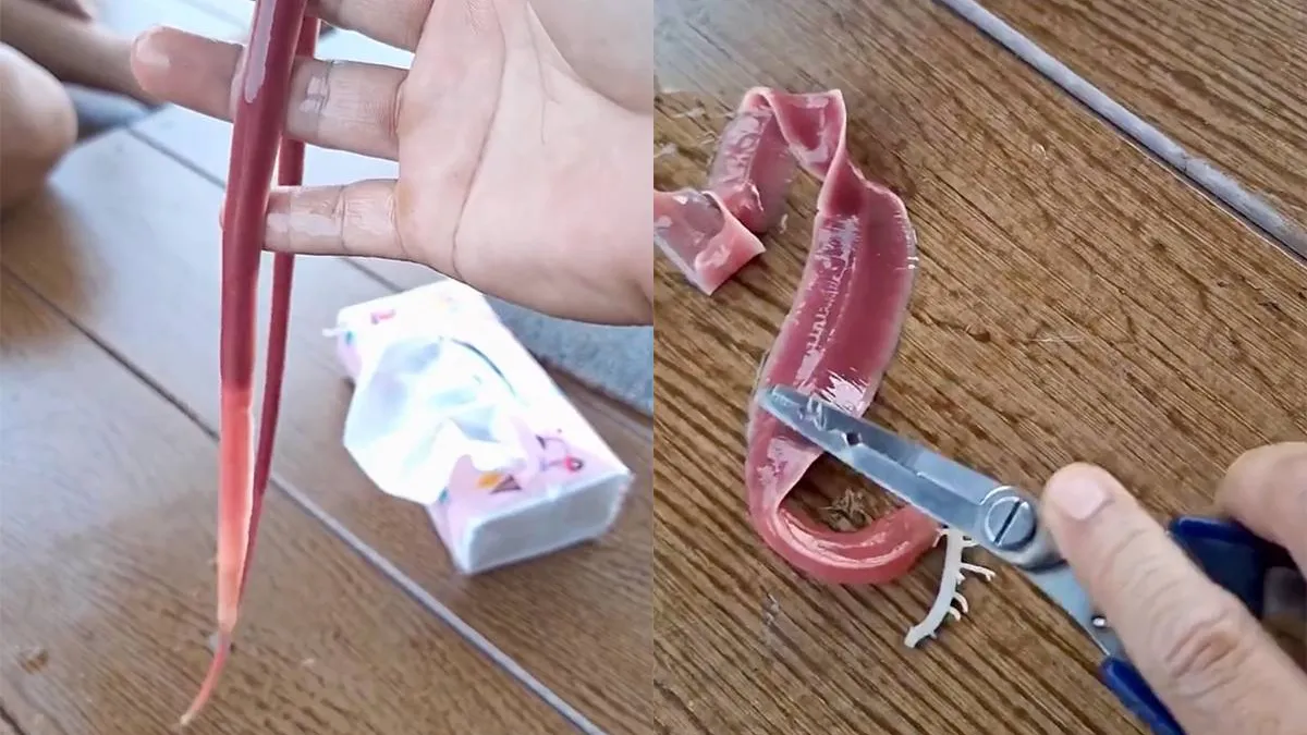 thumb_vk_Maak_kennis_met_de_Ribbon_worm_internet_kan_uit